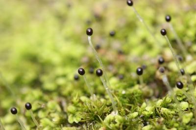  Gongylanthus ericetorum (Raddi) Nees, 1836