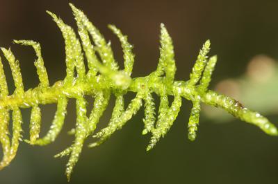  Pseudoscleropodium purum (Hedw.) M.Fleisch., 1923