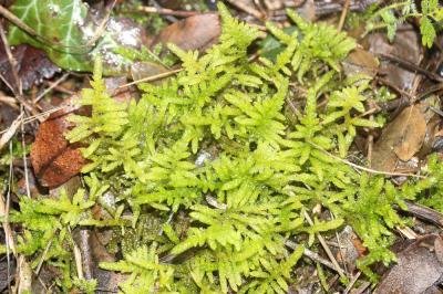 Pseudoscleropodium purum (Hedw.) M.Fleisch., 1923
