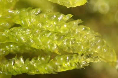  Pseudoscleropodium purum (Hedw.) M.Fleisch., 1923