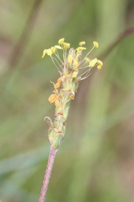 Plantain caréné, Plantain recourbé Plantago holosteum Scop., 1771