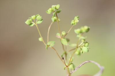 Radiole faux-lin, Radiole, Faux lin Radiola linoides Roth, 1788
