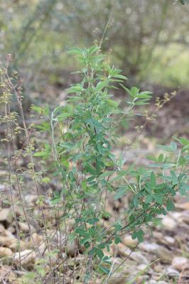 Anagyre fétide, Bois puant Anagyris foetida L., 1753
