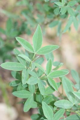 Anagyre fétide, Bois puant Anagyris foetida L., 1753