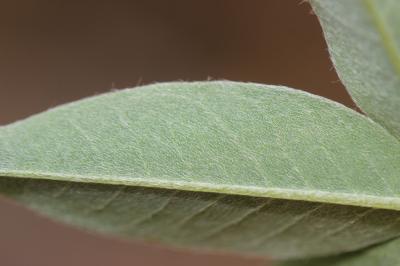 Anagyre fétide, Bois puant Anagyris foetida L., 1753