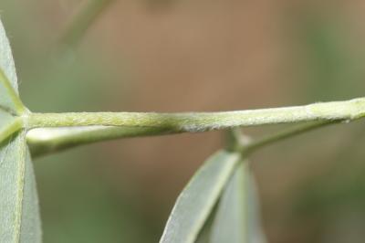 Anagyre fétide, Bois puant Anagyris foetida L., 1753