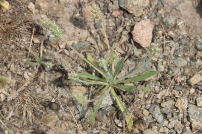 Plantain de Bellardi Plantago bellardii All., 1785