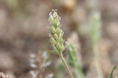 Plantain de Bellardi Plantago bellardii All., 1785