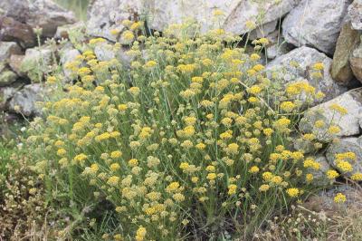 Immortelle d'Italie, Éternelle jaune Helichrysum italicum (Roth) G.Don, 1830