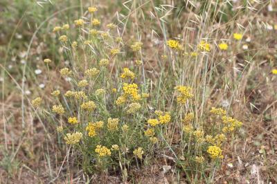 Immortelle d'Italie, Éternelle jaune Helichrysum italicum (Roth) G.Don, 1830