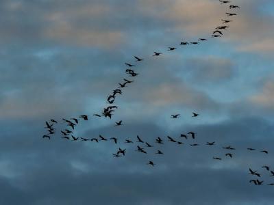 Grue cendrée Grus grus (Linnaeus, 1758)
