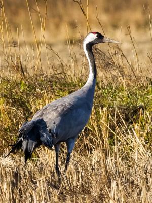 Grue cendrée Grus grus (Linnaeus, 1758)