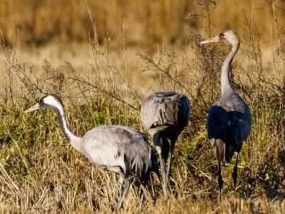 Grue cendrée Grus grus (Linnaeus, 1758)