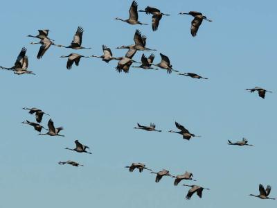 Grue cendrée Grus grus (Linnaeus, 1758)