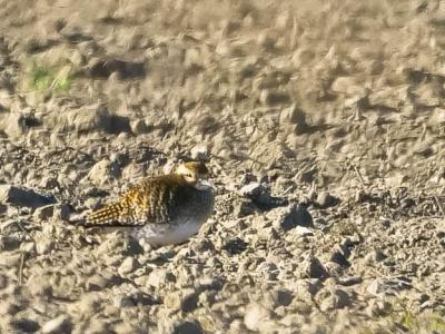 Pluvier doré Pluvialis apricaria (Linnaeus, 1758)