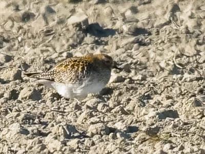Pluvier doré Pluvialis apricaria (Linnaeus, 1758)