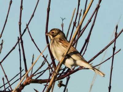 Bruant des roseaux Emberiza schoeniclus (Linnaeus, 1758)
