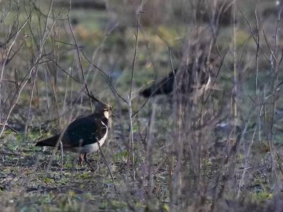 Vanneau huppé Vanellus vanellus (Linnaeus, 1758)