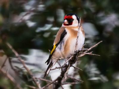 Chardonneret élégant Carduelis carduelis (Linnaeus, 1758)