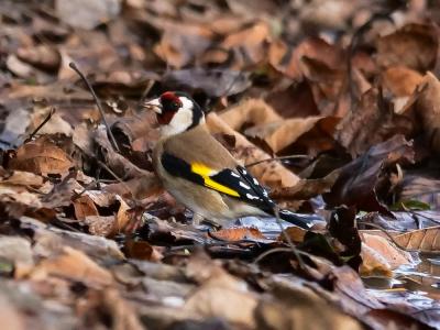 Chardonneret élégant Carduelis carduelis (Linnaeus, 1758)