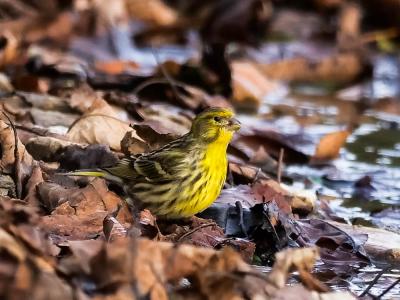 Serin cini Serinus serinus (Linnaeus, 1766)