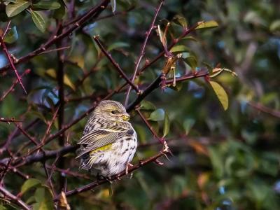 Serin cini Serinus serinus (Linnaeus, 1766)