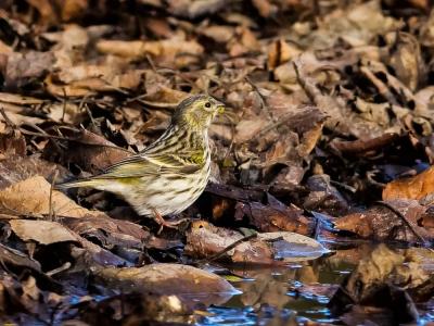 Serin cini Serinus serinus (Linnaeus, 1766)