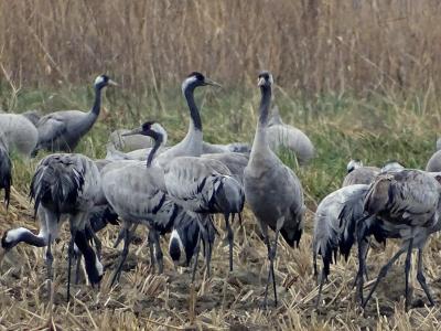 Grue cendrée Grus grus (Linnaeus, 1758)