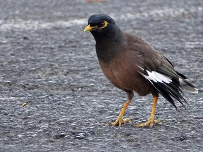 Merle des Moluques, Martin triste Acridotheres tristis (Linnaeus, 1766)