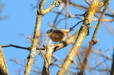 Sittelle torchepot Sitta europaea Linnaeus, 1758
