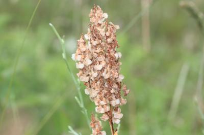 Patience intermédiaire, Rumex intermédiaire Rumex intermedius DC., 1815
