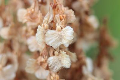 Patience intermédiaire, Rumex intermédiaire Rumex intermedius DC., 1815