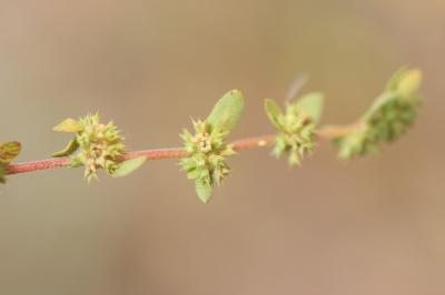 Paronyque à pointes Paronychia echinulata Chater, 1964