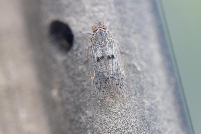  Cixiidae Spinola, 1839