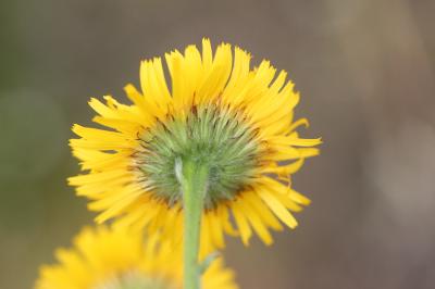 Pulicaire odorante Pulicaria odora (L.) Rchb., 1831