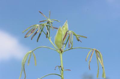 Lupin réticulé, Lupin bleu Lupinus angustifolius L., 1753