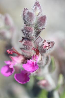 Gérmandrée marine, Germandrée Marum Teucrium marum L., 1753