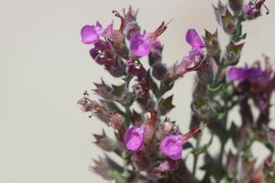 Gérmandrée marine, Germandrée Marum Teucrium marum L., 1753
