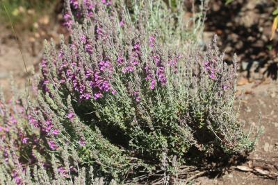 Gérmandrée marine, Germandrée Marum Teucrium marum L., 1753