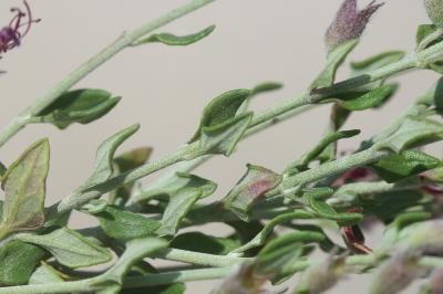 Gérmandrée marine, Germandrée Marum Teucrium marum L., 1753