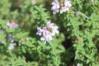 Thym de Corse Thymus herba-barona Loisel., 1807