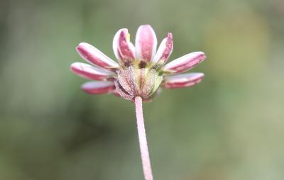 Pâquerette à feuilles spatulées Bellium bellidioides L., 1771