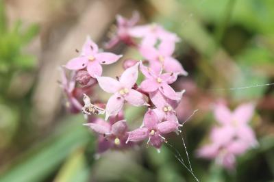 Gaillet de Corse Galium corsicum Spreng., 1827