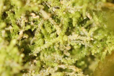  Lejeunea cavifolia (Ehrh.) Lindb., 1871