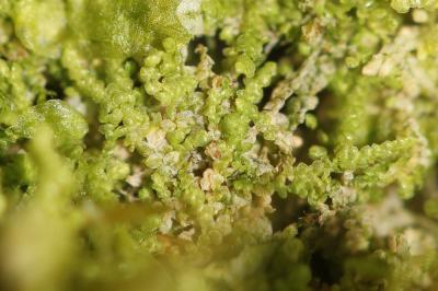  Lejeunea cavifolia (Ehrh.) Lindb., 1871