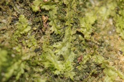  Lophocolea heterophylla (Schrad.) Dumort., 1835