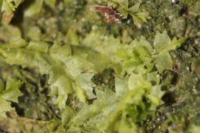  Lophocolea heterophylla (Schrad.) Dumort., 1835