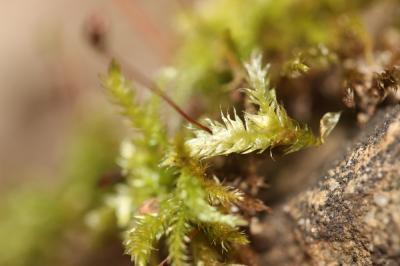  Brachytheciastrum velutinum (Hedw.) Ignatov & Huttunen, 2002