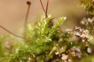  Brachytheciastrum velutinum (Hedw.) Ignatov & Huttunen, 2002