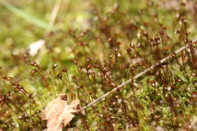  Brachytheciastrum velutinum (Hedw.) Ignatov & Huttunen, 2002